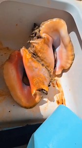 Kenrick’s Fishing and Sea Adventures, located on the beautiful island...