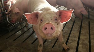 There's more than one way to raise pigs successfully