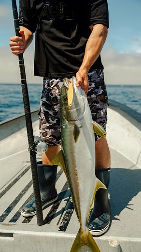 7.4K views · 664 reactions | Bait on the surface but no boiling fish? Change your presentation! Changed it up from a 5.5” brass yo-yo to a 7” surface iron and let it sink for 10 seconds and it did the trick! #STRICTLYIRONS #FISHWITHFAITH #PUROFIERRO #CEDROSISLAND #ISLADECEDROS #SURFACEIRON #GRUNDENS #CALSTAR #YELLOWTAIL | Strictly Irons | Facebook