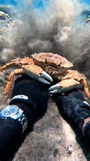 Giant Crab Encounter Underwater! 🦀🌊