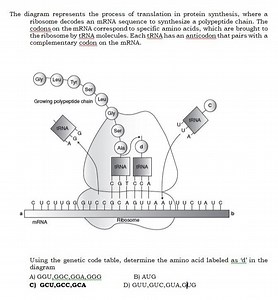 The diagram represents the process of translation in protein sy... | Filo