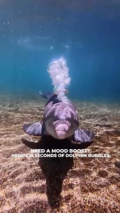 We get it, sometimes we need a mood boost too! | Dolphin Quest