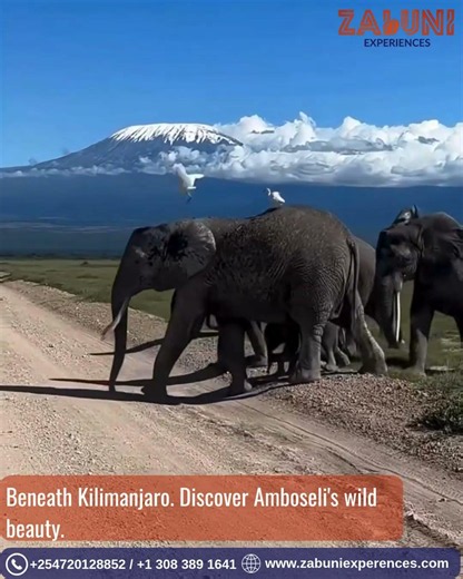Amboseli National Park Tour #ZabuniExperiences #amboseli #kenyasafari #wildlifetravel