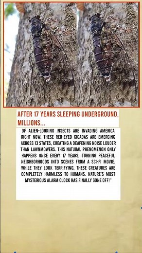 17-Year Cicada Invasion: America's Alien Insect Mystery |