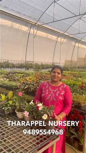 Mandevilla plants, WhatsApp 9489554968