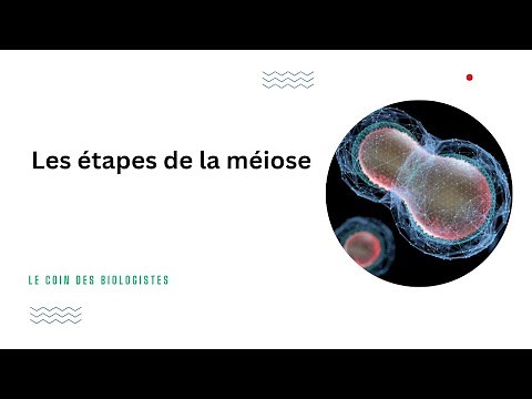 Les étapes de la méiose (Animation)