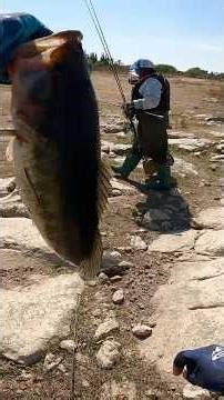 Señuelo efectivo para pescar Lobinas grandes #shorts #fishing #zmanfishing #aguascalientes #chatojim