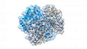 Hemoglobin Protein Structure Pdb 3onz Alpha Stock Footage Video (100% Royalty-free) 3406625411 | Shutterstock