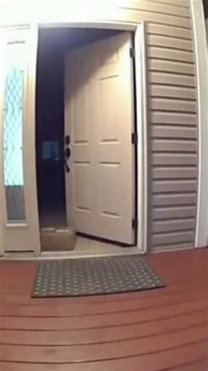 Porch Pirate Ninjas Picked the Wrong House 😂🐕