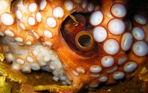 11 Ocean Podcasts to Transport You Underneath the Waves