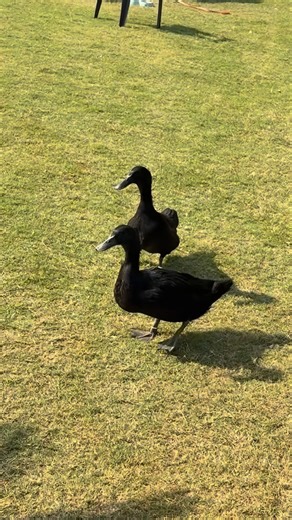 Exoticfarm on Instagram: "Day 61 of building a farm 🦜🐢🦡 #farmhouselife #exoticfarm #farmanimals #farmhouse #pets"