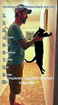 Ranking the Funniest Black Cats 😹 #blackcats #funny #ranking