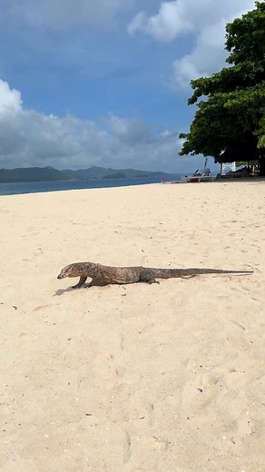 It’s World Lizard Day! 🦎 Our friendly Palawan monitor lizards have been roaming Dimakya Island long before Discovery Coron was built. Over time, they’ve become so accustomed to people that they roam freely and peacefully at the resort, a living reminder that nature and humans can coexist. 🌊 | Discovery Coron