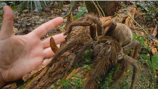 Giant Rainforest Spider Rivals Puppies for Size