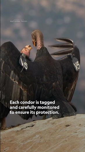 We love seeing more condors in the sky! #AmericasNationalParks