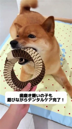 この犬用ガムおもちゃ、なんと汚れにくくて臭くなりにくい！本当にびっくり、特に汚れや臭いがつきにくい！ #犬のおもちゃ #ロープおもちゃ #抗菌防臭 #歯磨き #ストレス軽減