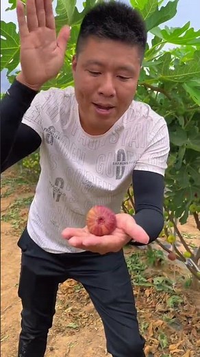 Fresh Natural Figs Farming Harvesting #Agriculture #Fruit #FruitFarming #FruitHarvest #Farmer