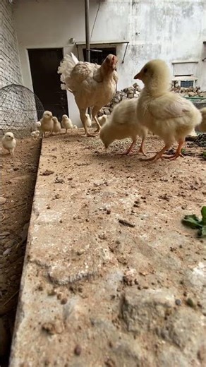 Good Morning CUTE Baby CHICKS 🐥🌅