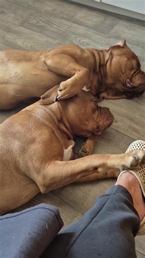 Understanding the Bordeaux Mastiff Breed