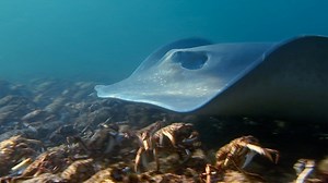 Stingray ambushes crabs when they're most vulnerable.