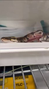 A heart-stopping moment for this baby ball python's owner, but thanks to swift action and expert veterinary care, this little snake is on the road to recovery. The traumatic injury exposed its trachea and jugular vein, but the vet team sprang into action, administering pain medication and performing life-saving surgery. With a dozen stitches and a course of antibiotics, this resilient reptile is healing well. A big thank you to the veterinary team @nic_the.animal.doctor for their dedication and 