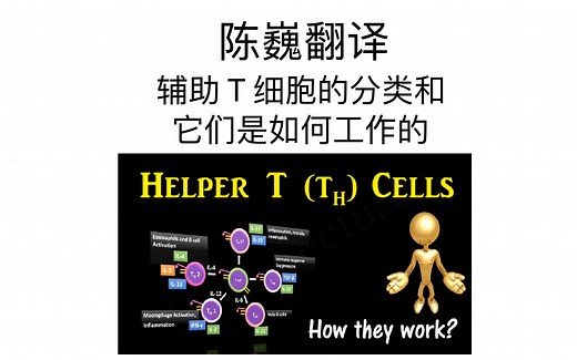 【陈巍翻译】辅助 T 细胞的分类和它们是如何工作的