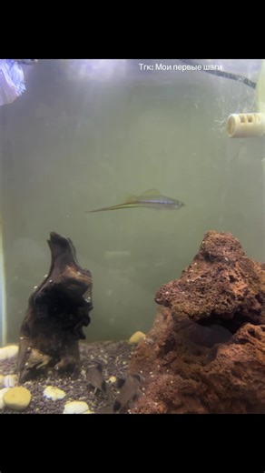 Aquaristics: My First Steps in Aquarium Keeping