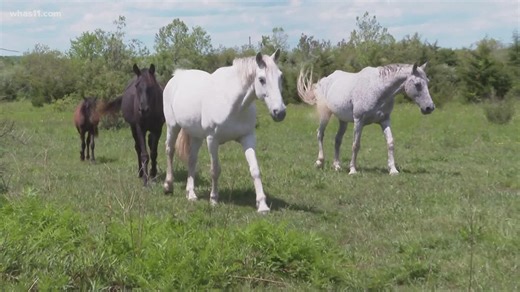 Wild horses find new pastures in eastern Kentucky