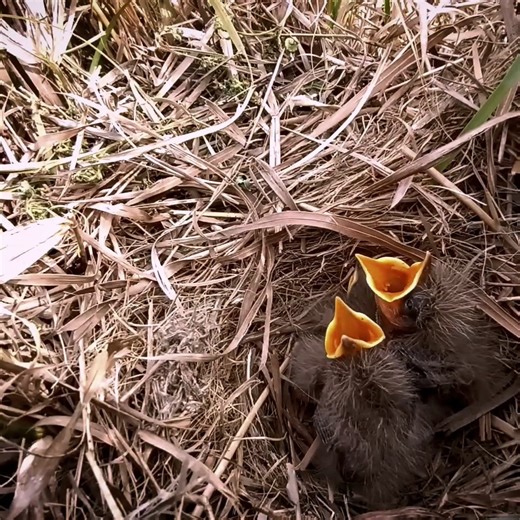 Common babbler bird babies will leave the nest & Pipit's nest is in the ground | Review Bird Nest