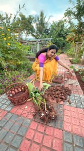 Today’s pick — Colocasia, my ATF (Any Time Food) 🌿 This is one of the easiest and most rewarding crops to grow. Just sow and forget for 3–4 months, and they’re ready to dig up whenever you need them. These tubers are a real blessing during seasonal switches when yields of other vegetables go down — always there to fill your table when needed. I usually plant them along the garden paths so they don’t disturb other crops. With proper sunlight and watering, each plant gives around 300–500g of tube