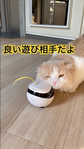 愛猫の遊び相手になってくれる小さな自走式ロボットーEBO Air🤩 #cute #catlover #whatthepet #short #猫のいる生活 #癒し動画 #癒し動画 #かわいい動物