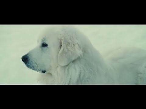 BELLE & SEBASTIEN - Official Italian Trailer
