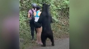 野生のクマがくんくん……冷静にセルフィーを撮る女性 - BBCニュース