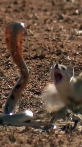 172K views · 1.2K reactions | mongoose kill cobra | Natural | Facebook