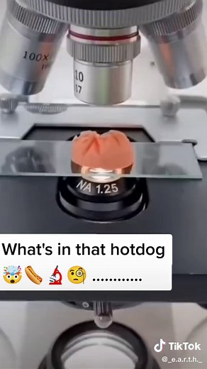 #hotdog #under #microscope