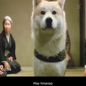 Ang kwentong ito ay tungkol sa isang aso na mahal na mahal ang kanyang among lalaki. Ngunit simula ng mamatay ang amo ng aso, nangulila ang aso at tipong hinihintay niya palagi ito sa tapat ng station kung saan ito nagpapaalam sa kanya tuwing papasok. | Tuyet Mai