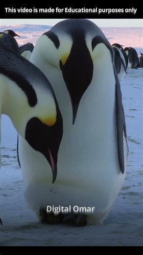 How Penguins Save Their Eggs in Extreme Cold! 🐧#shorts #viral