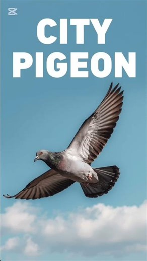 🐍 Weird & Wonderful Animals! | Letter P Animals 16–20 | A2Z Explorium