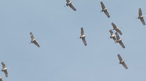 Sandhill Cranes migrating north earlier this year