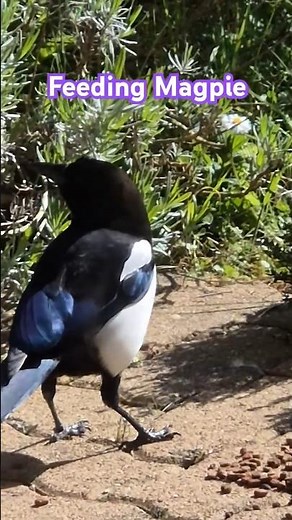 Feeding a Magpie | Facts about Magpies