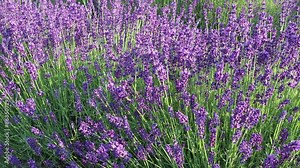 Lavandula angustifolia Hidcote Blue. The classic original English Lavender. Season of flowers from June to September. Sunlit blue lavenders. English cottage garden flowers. Fields of lavenders