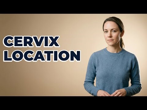 Where Is The Cervix Located In Anatomy?