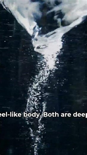 Fangtooth vs Frilled Shark #Shorts