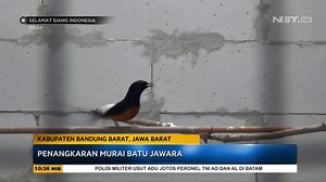303K views · 2.2K reactions | Di Lembang, Bandung Barat ada budidaya murai batu. Burung-burung dengan gelar jawara nasional dan regional dikembang biakkan untuk hasilkan burung unggulan. | MDTV | Facebook