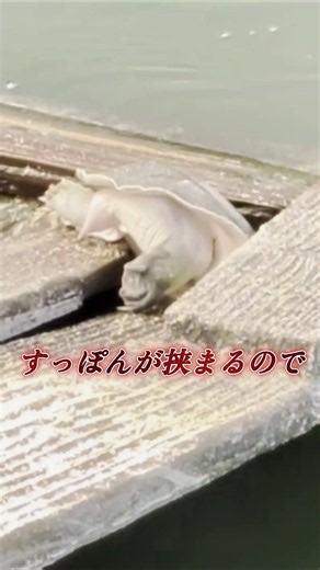 【完璧な修理】すっぽん養殖の設備トラブル