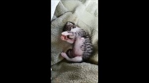 368 reactions · 47 shares | It's kitten time! Thanks East Bay Foster...