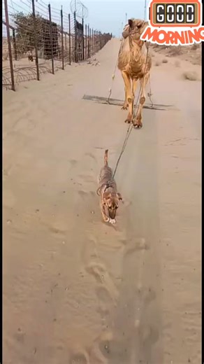 Even Camel and Dogs trained by BSF are doing their part of duties to ensure safety of Indian Borders. | Border Security Force The Eyes of India