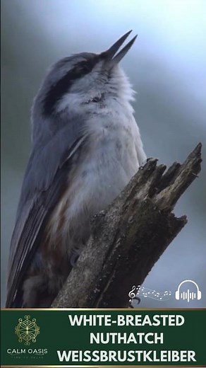 White-breasted Nuthatch Call 🌿🎶🐦
