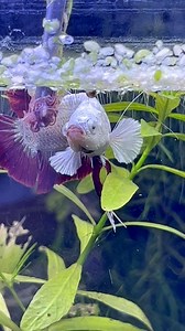 Pez Betta Dragón rojo comiendo Gusanos TUBIFEX 🪱🐠 #wildbetta #pezbetta #fishtank #peces #aquarium #bettafishtank #bettafish | BettaVersol