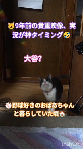 🐱9年前の貴重映像、実況が神タイミング🤣#みーちゃん#ハチワレ#グレー白ハチワレ#猫#保護猫#猫のいる暮らし#猫好き#cat#cats#catlover#shorts